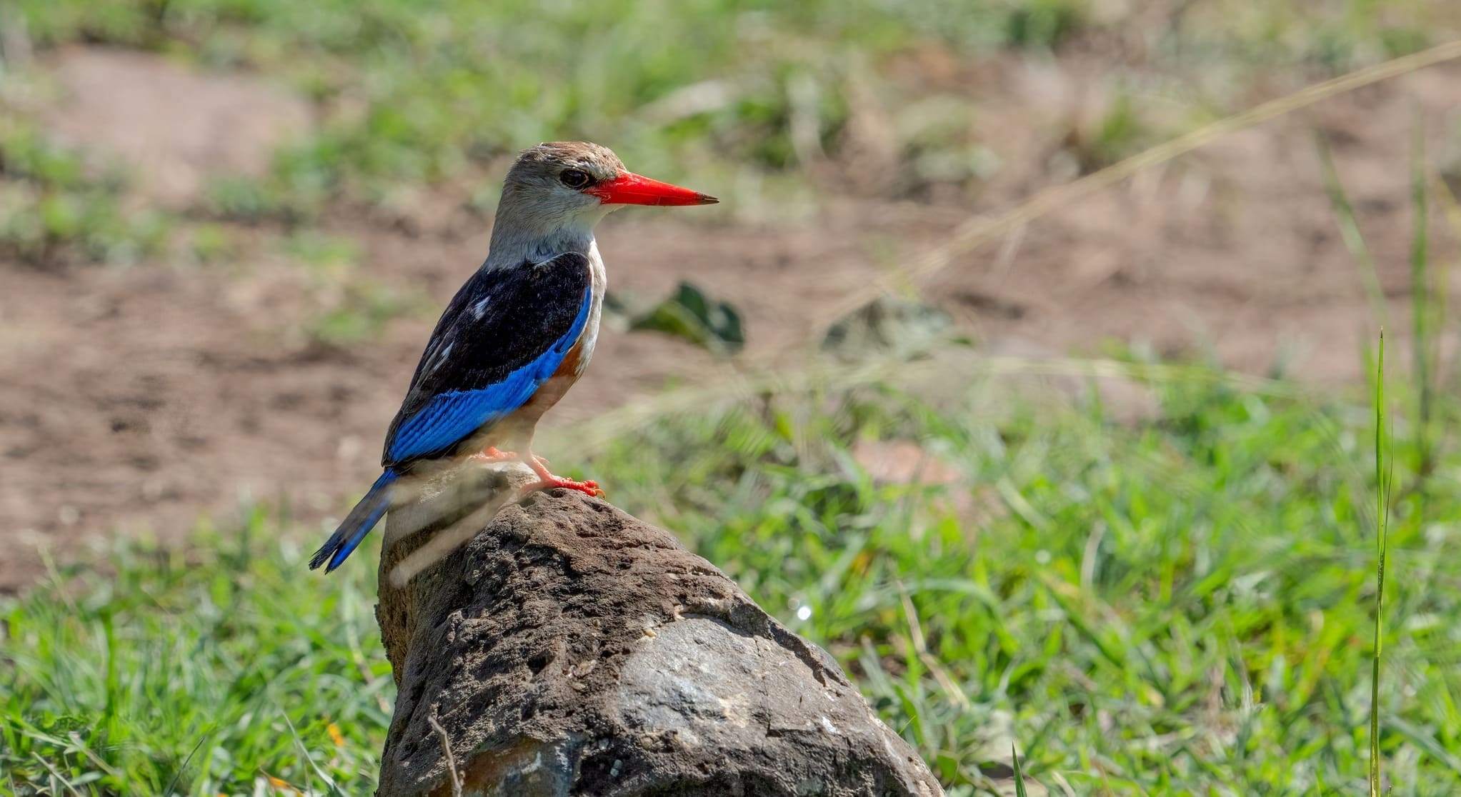 Grey-Headed Kingfisher